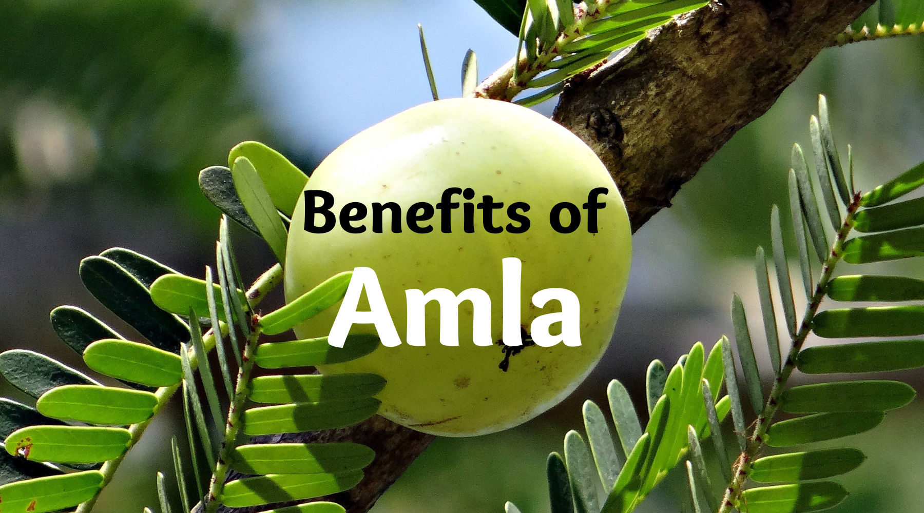 Benefits of Amla